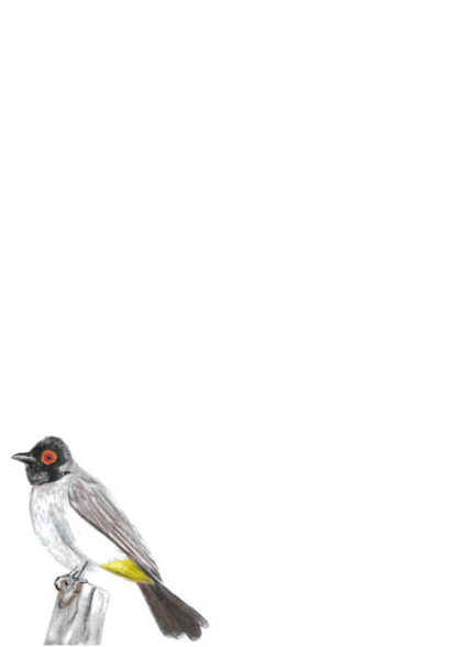 A4 African Red-eyed Bulbul