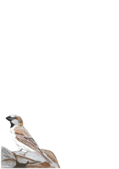 A4 Great Sparrow
