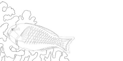 A DL Envelope with a Parrot Fish drewn on it as a colouring in picture.