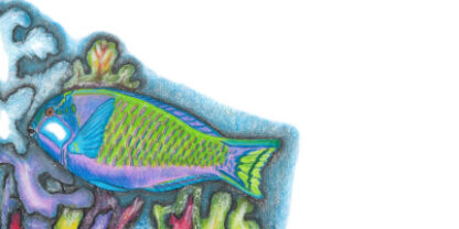 A DL Envelope with a Parrot Fish in Colour drewn on it.
